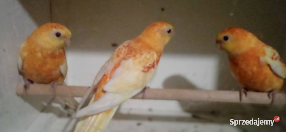 Świergotki oranż rubino Zduńska Wola