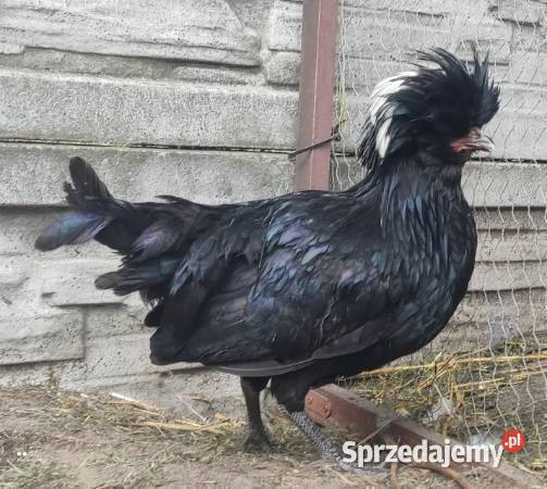 Kogut ozdobny czubatki Łochów