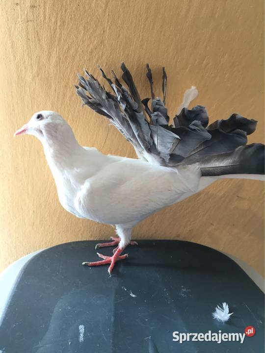 Gołębie pawiki pawik Ptaki podkarpackie Dębica