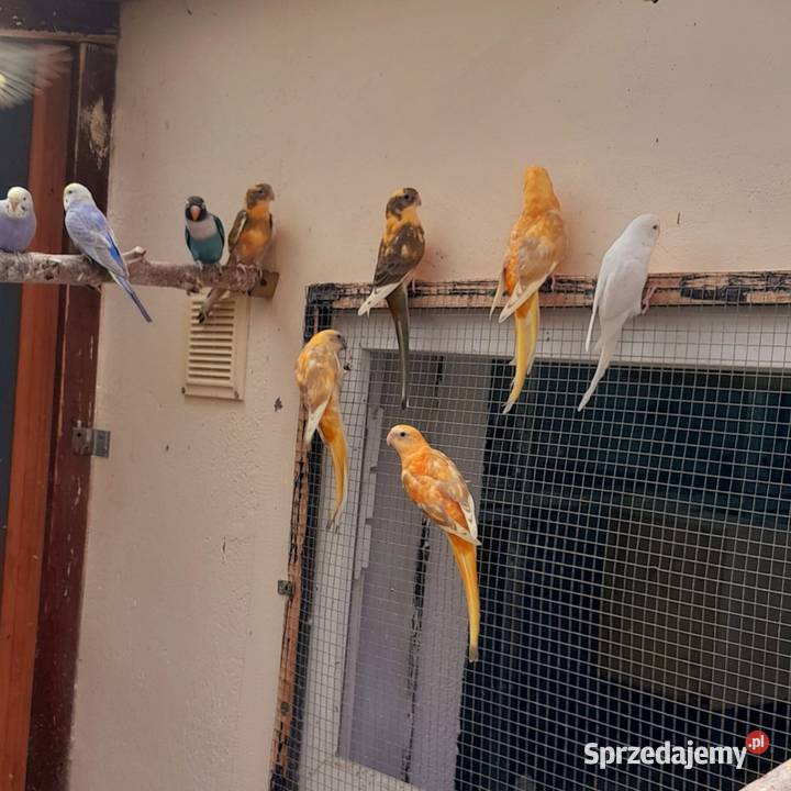 Sprzedam świergotki Ostrów Wielkopolski