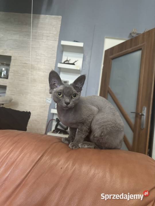 Kotka devon rex 15roku Devon Rex Łódź