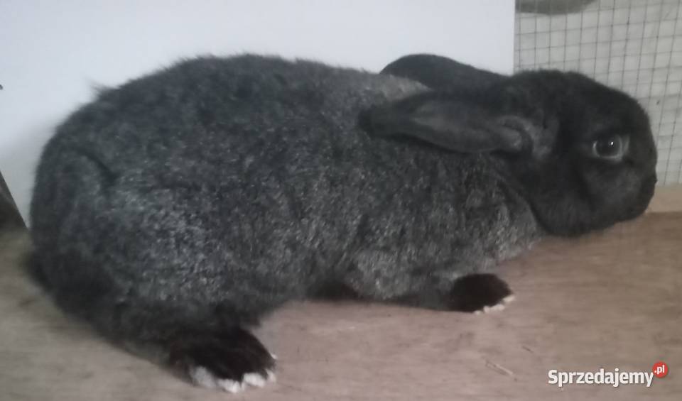 Sprzedam samicę młodą śląskie Zajączki Pierwsze