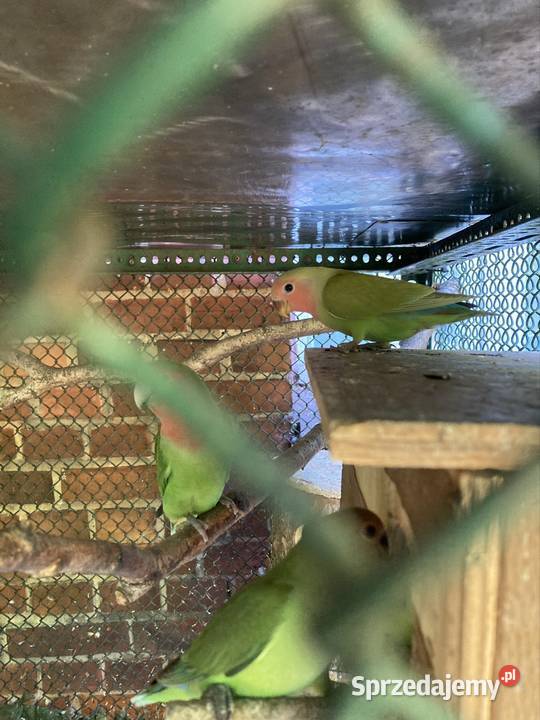 Nierozłączki śląskie Orzesze