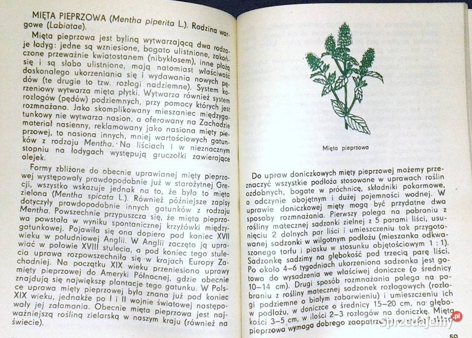 Zioła w doniczkach Piotr Metera lubelskie Chełm sprzedam
