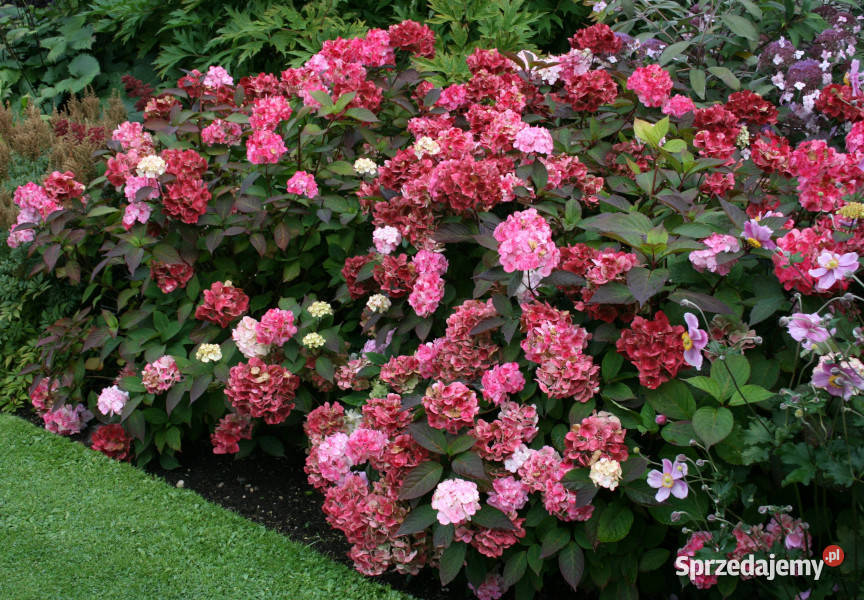 HORTENSJA PIŁKOWANA PRESIOZA sadzonki w