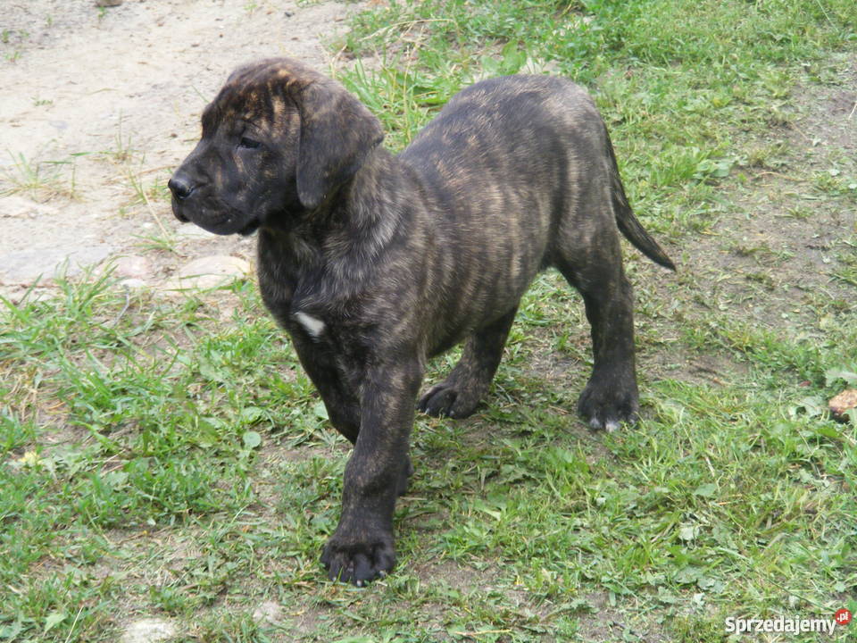 Szczeniaki DOGO CANARIO Dolina Rosy FCI