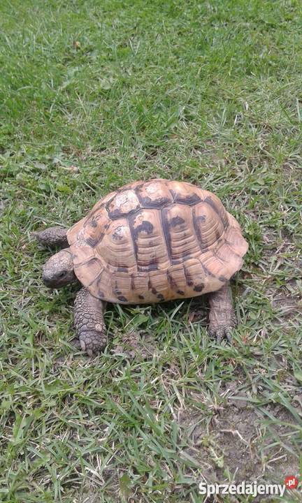 Sprzedam zolwia stepowego Chojnice sprzedam