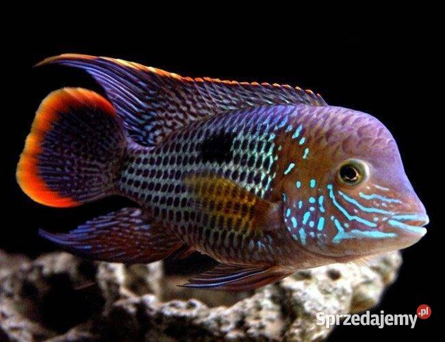 Akara pomarańczowopłetwa Andinoacara rivulatus Ryby pomorskie Gdańsk