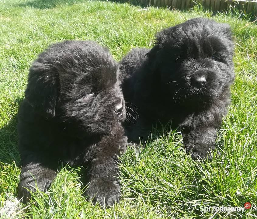 Nowofundland nowofundlandy Mieścisko