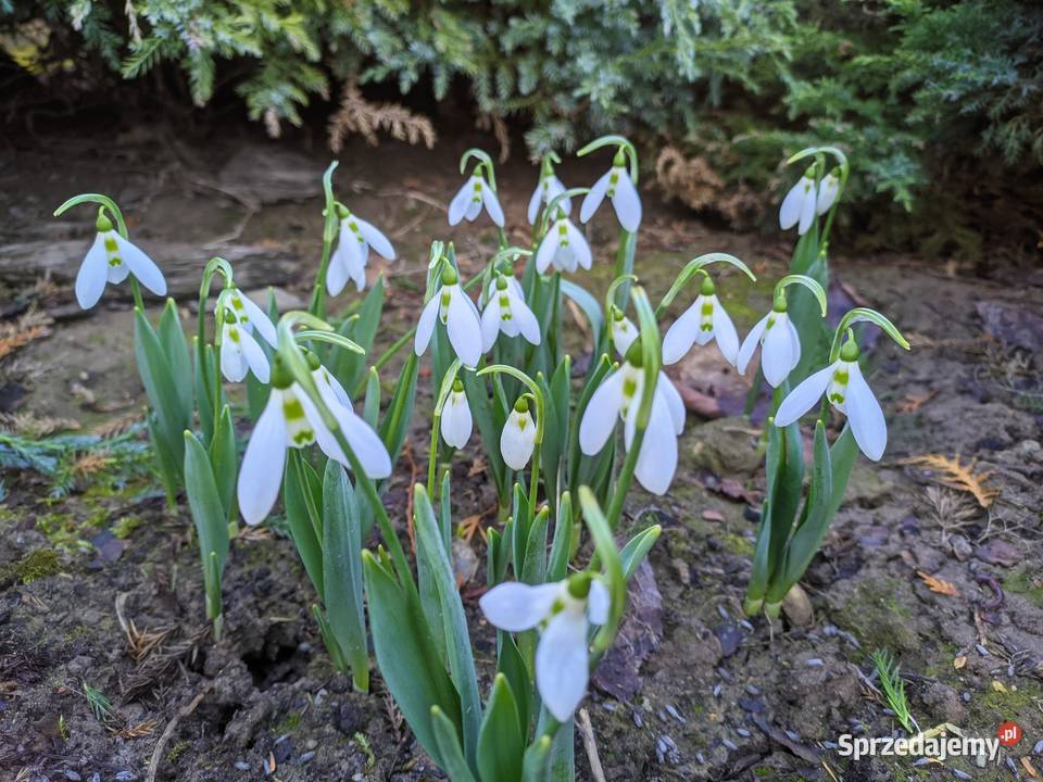 Przebiśnieg Elwesa cebulki cebule lubelskie Lublin