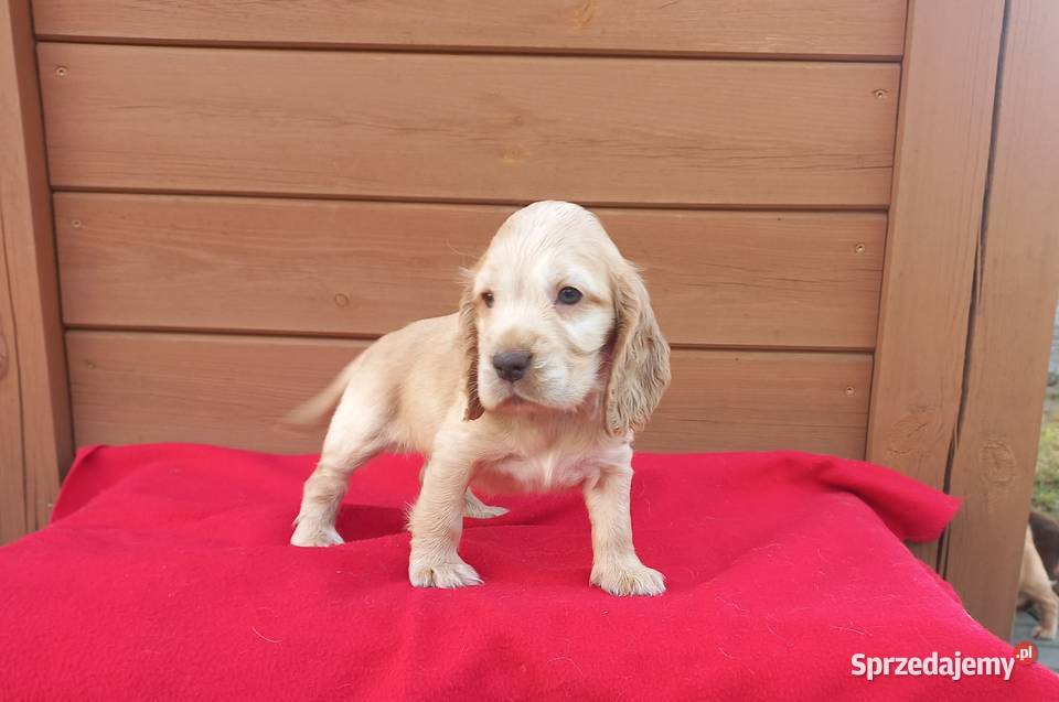Cocker Spaniel Angielski Suczka Jutrosin sprzedam
