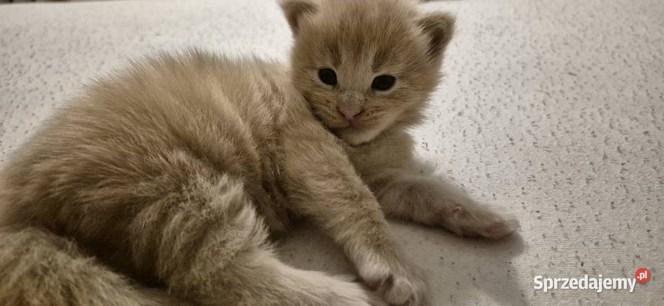 Maine Coon dwa kocurki do rezerwacji Zwierzęta sprzedam