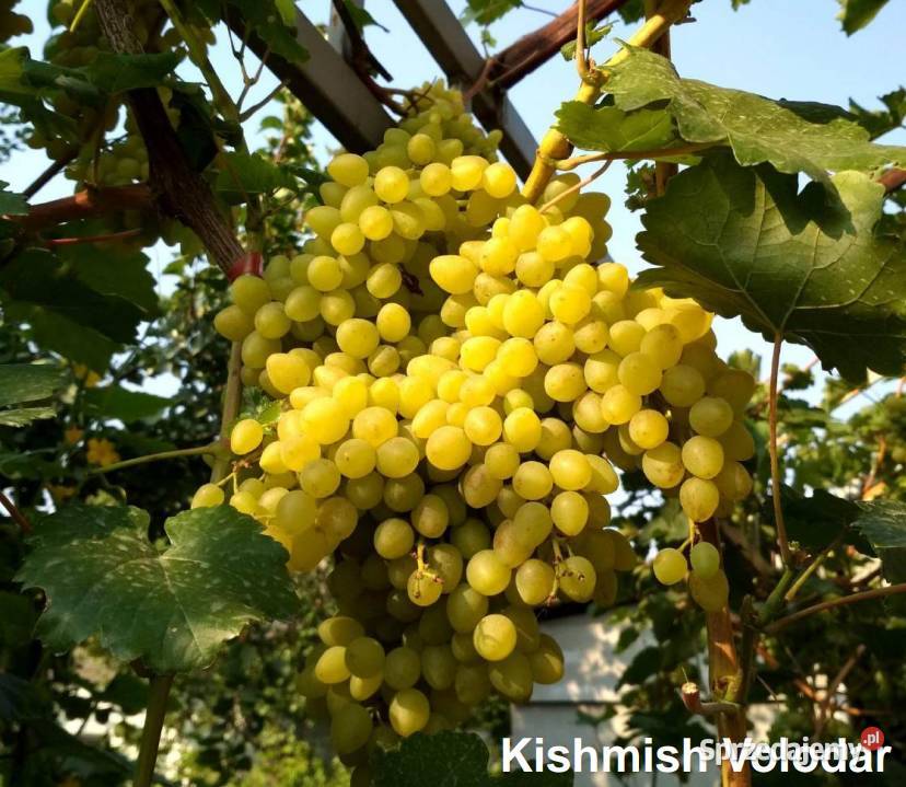 Sadzonki obiecujących odmian winogron Warszawa