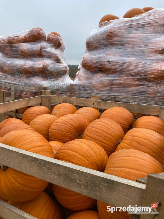 Dynia jadalna spitfireracer haloween