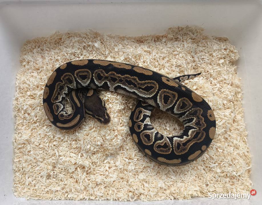 Pyton królewski samiec 208 Boruja Kościelna