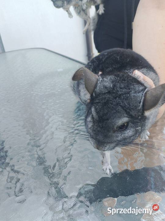 Szynszyle 2 samice dwuletnie Zwierzęta Tuczępy