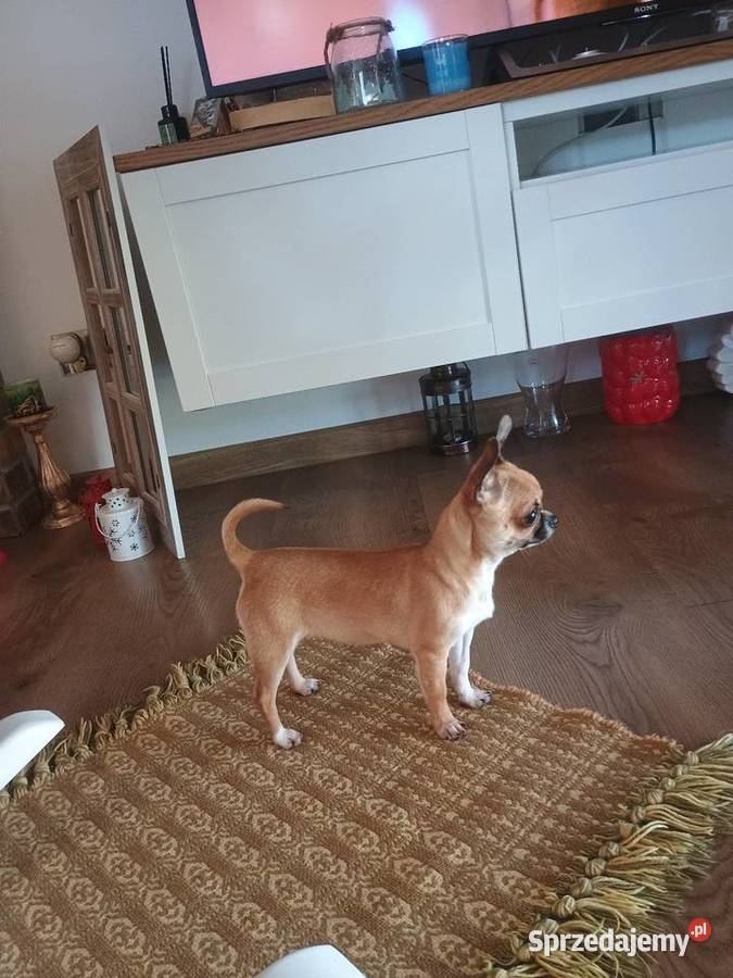 Chihuahua maleńka XXS łódzkie Radomsko