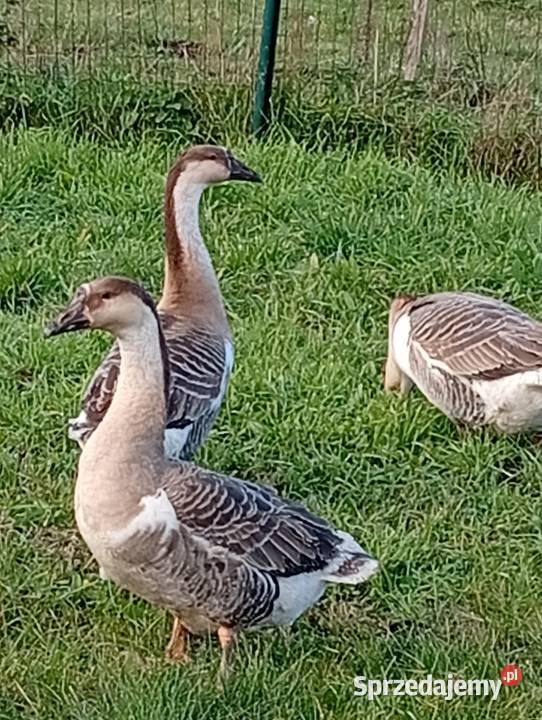 Gęsi landers i garbonose Ptaki Lubiszyn