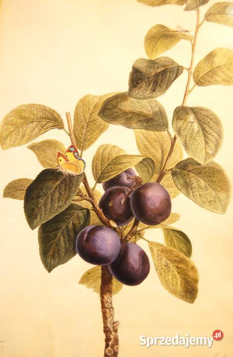 BESSA Pancrace akwatintowa rycina z owocem Poznań