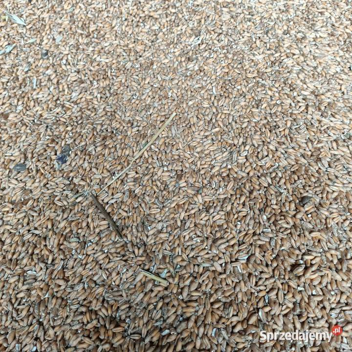 Pszenica ozima pszenżyto Zboża Radom sprzedam