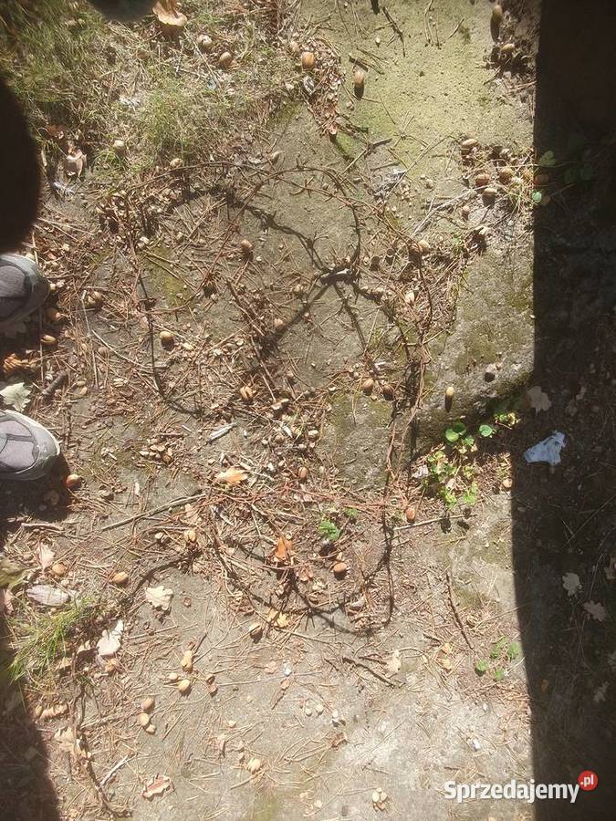 Drut kolczasty na stare ogrodzenie mazowieckie sprzedam