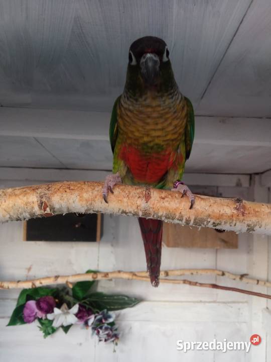 sprzedam Rudosterki sprzedam