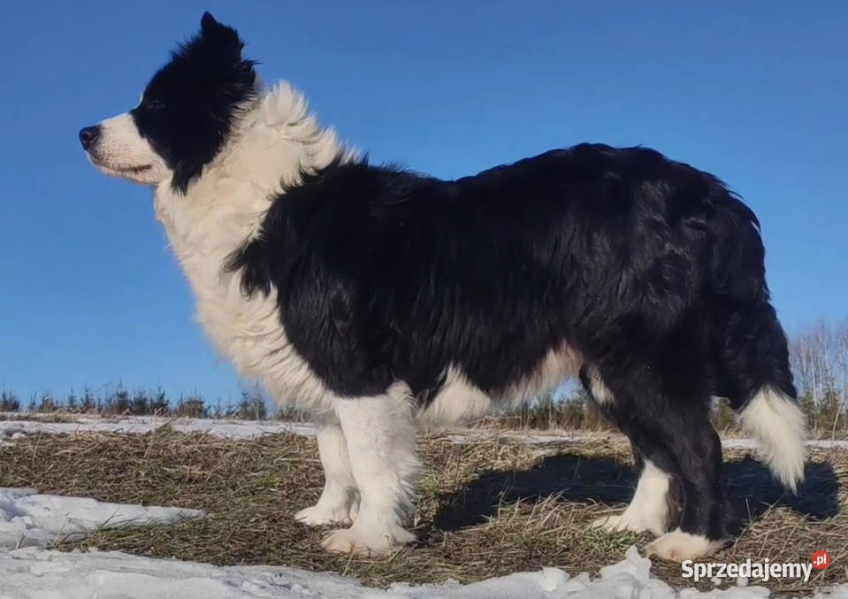 Wspaniała suczka BORDER COLLIE z pełną dok Iwonicz