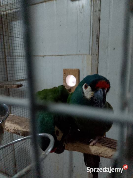 Ary marakany Częstochowa