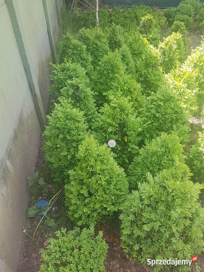 BukszpanBukszpany kule Dom i Ogród Warszawa