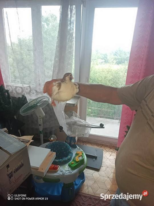 Gołębie zamojskie lubelskie Płoskie