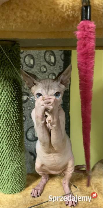 Sfinks Kanadyjski Do odbioru dziewczynka Leszno