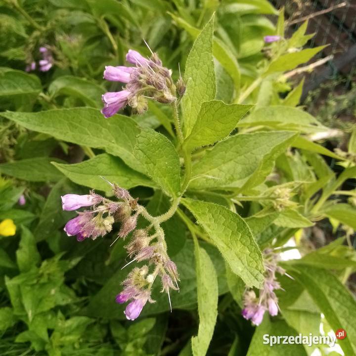 Malwa kosmos bluszczyk krokosmi ślaz 3st pomorskie Nowy Dwór Wejherowski