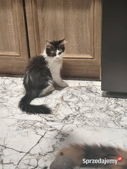 Kotka rasy Maine coon z rodowodem zaplecze Prawęcin