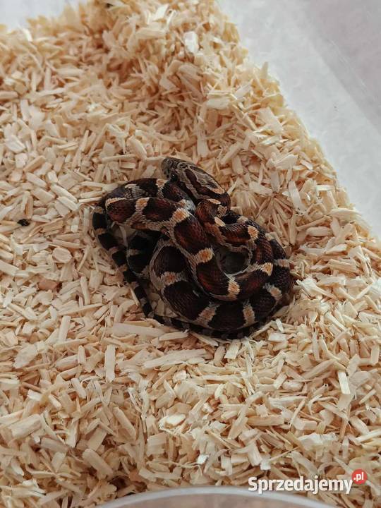 Wąż zbożowy Pantherophis guttatus Kraków