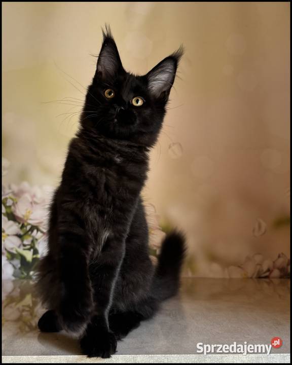 Koteczka Maine Coon Kosma Kraków