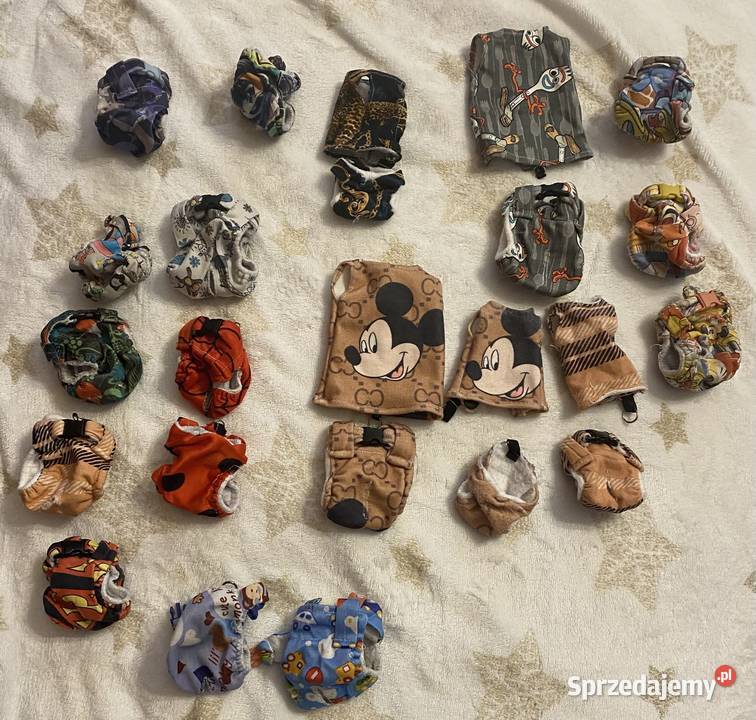 Na sprzedaż marmozeta białoucha samiec Borkowo