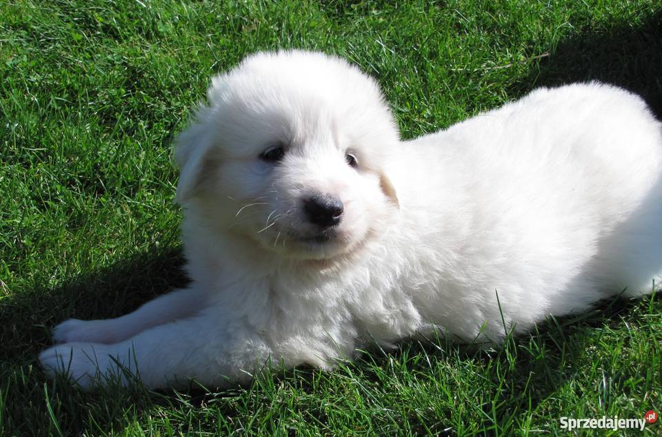 owczarek podhalański Psy Psy Poniatowa sprzedam