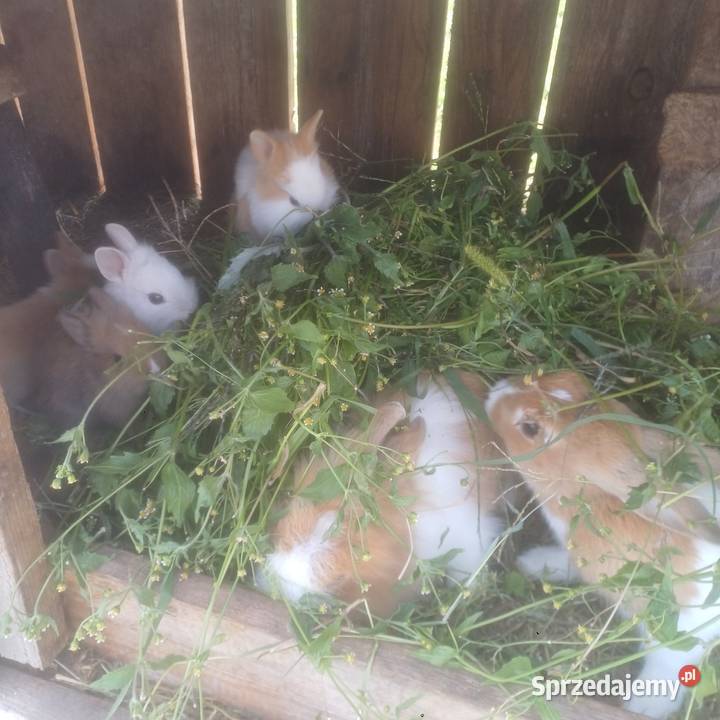 Kroliczki miniaturki łódzkie Łask