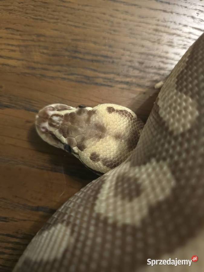 Wąż pyton królewski python regius samica dorosła dolnośląskie Wrocław