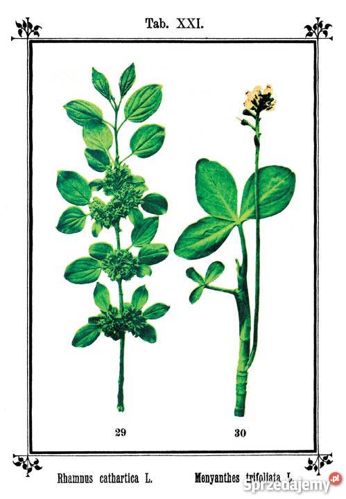 Ks SKNEIPP ZIELNIK Atlas roślin leczniczych Wyd medycyna, nauki medyczne Kozienice