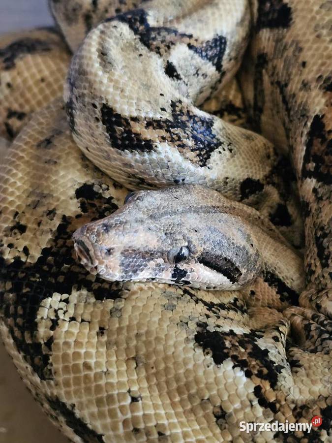 Wąż Boa Constrictor Costa Rica Samiec duży Wrocław