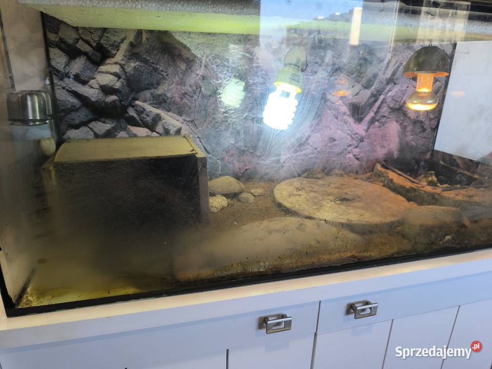 Żółw obrzeżony testudo marginata Wrocław sprzedam