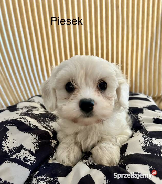 Maltańczyk piesek lubelskie Łaziska