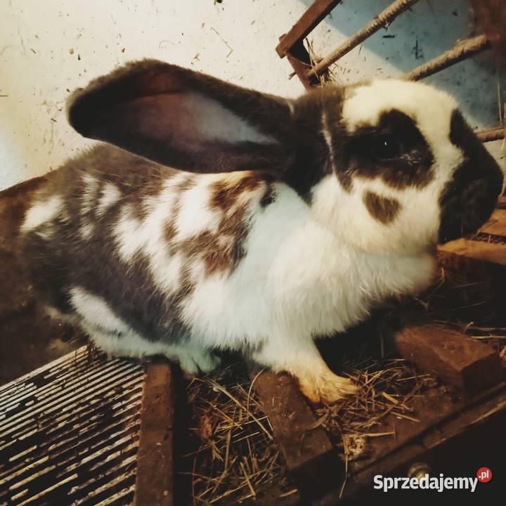 Sprzedam szczepione samice Trzepnica sprzedam