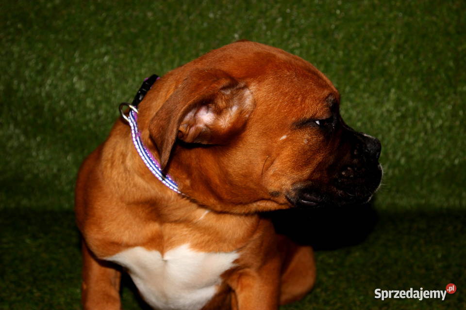 Piesek DANY Bokser z hodowli Family Bokser Łęczna