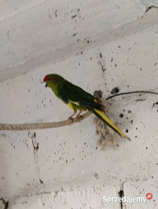 Modrolotki kozie pary legowe świętokrzyskie Brzeziny