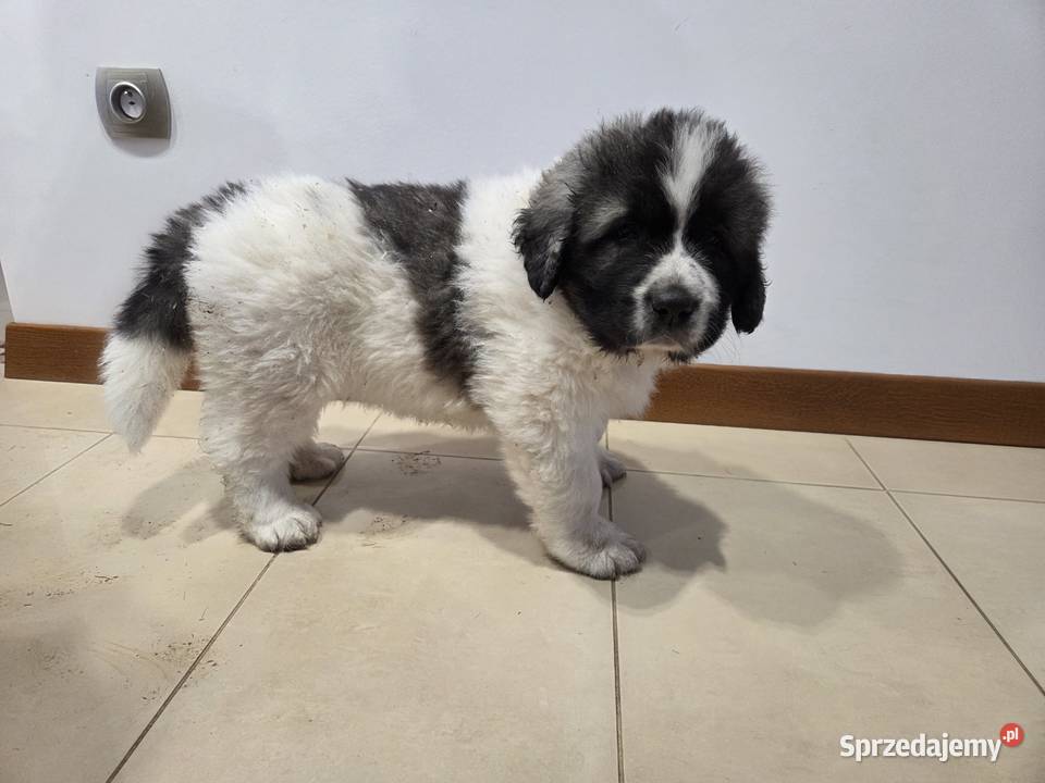 Mastif Pirenejski ZKwPKrakow szczeniaki dostepne małopolskie Ochmanów