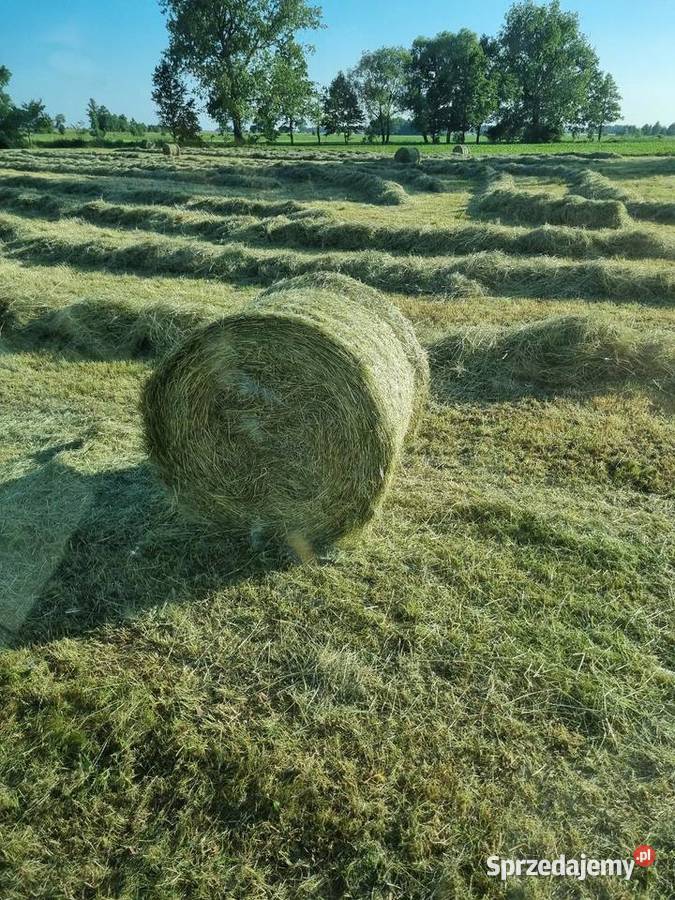 Siano 2025 zebrane bez deszczu Grabów nad Prosną