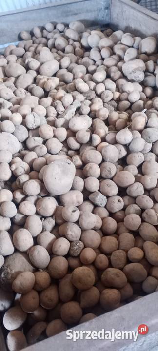 Ziemniaki odpadowe Nowy Dwór