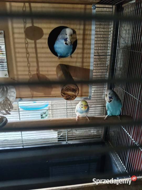 Papużki faliste samiczki Zwierzęta wielkopolskie Kościan